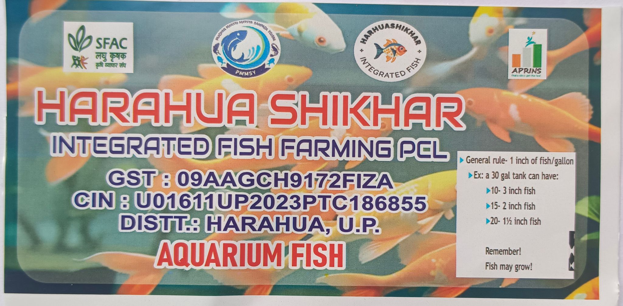 Goldfish (Coloured Aquarium Freshwater Fish)