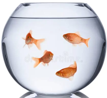 Goldfish (Coloured Aquarium Freshwater Fish)