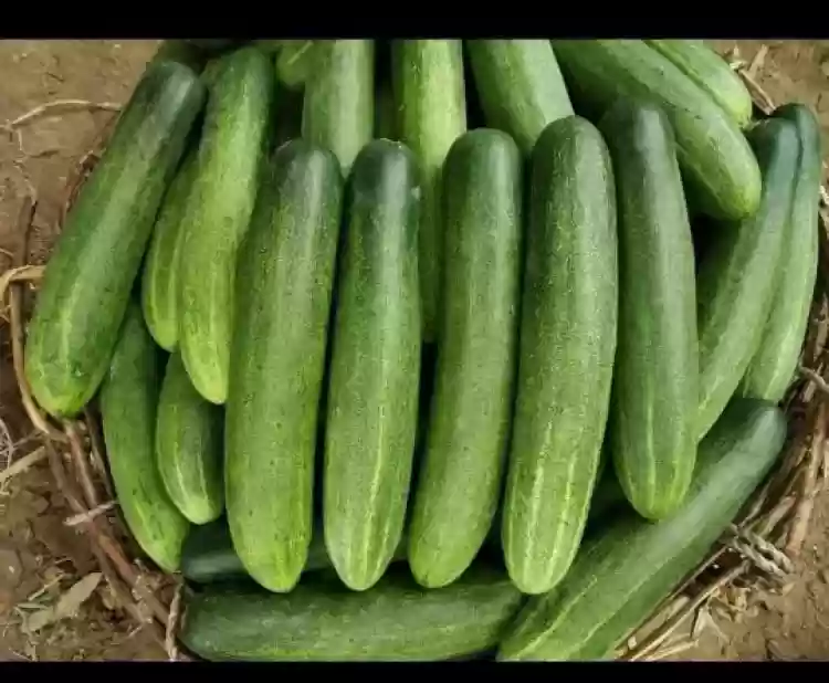 cucumber hybrid