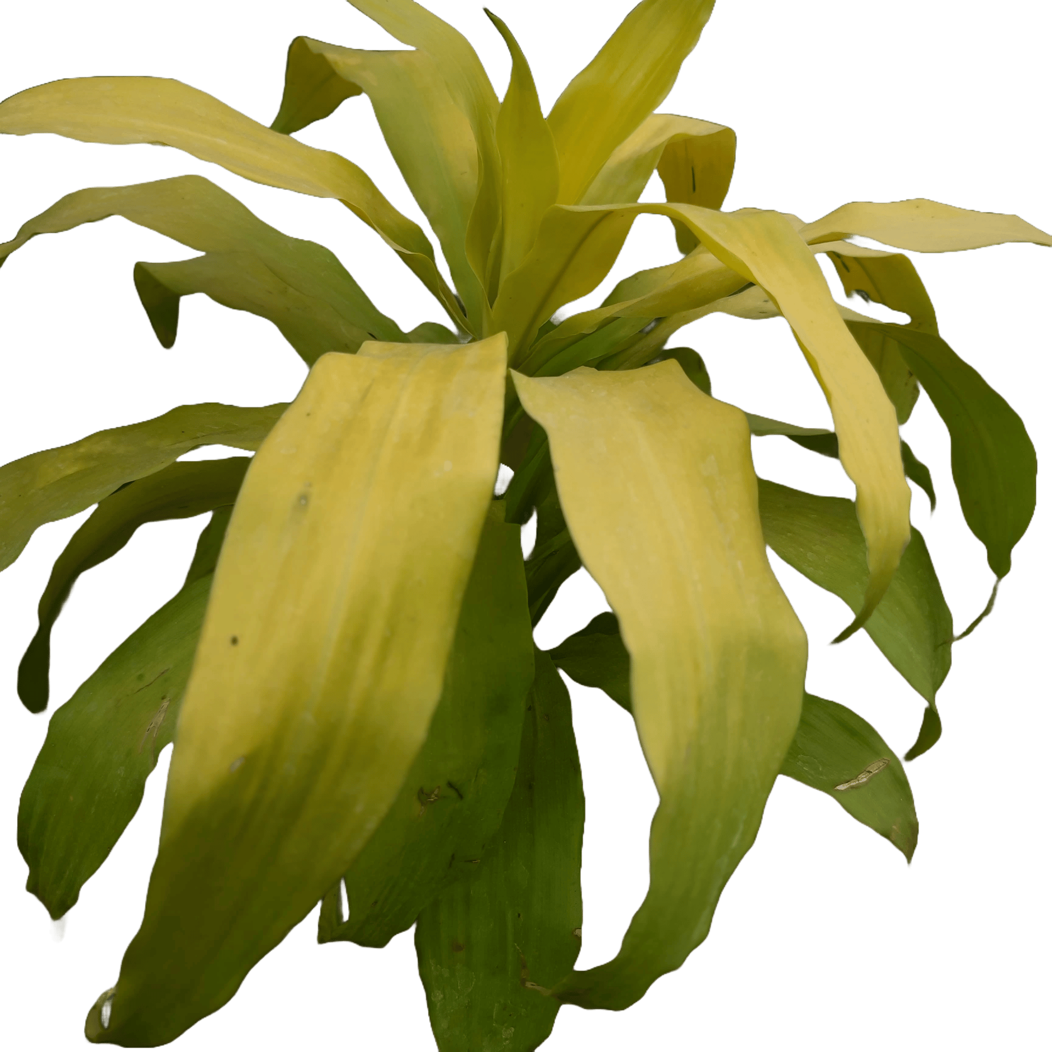 Dracaena Gold Plant