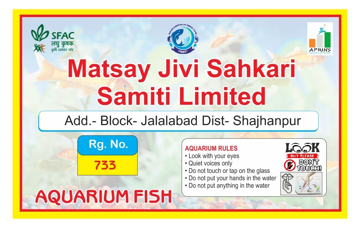 Goldfish (Coloured Aquarium Freshwater Fish)