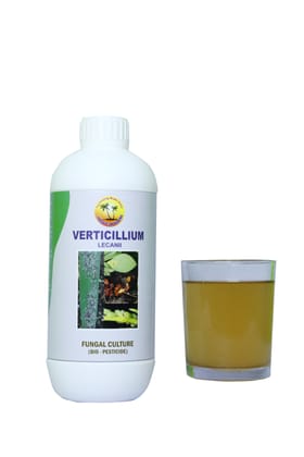 Verticillium Lecanii Verticillium Lecanii