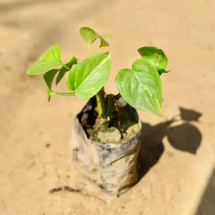 NURSERY MONEY PLANT NURSERY MONEY PLANT
