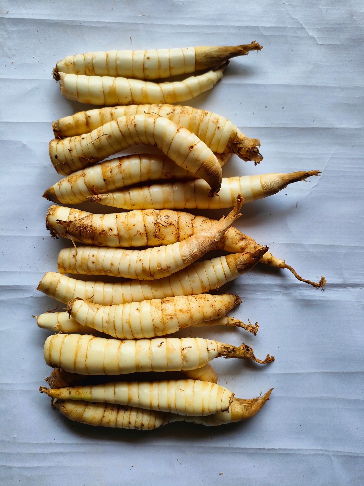 NSC Arrow root Variety-Tar 16-10, 1 Kg Rhizome/bits