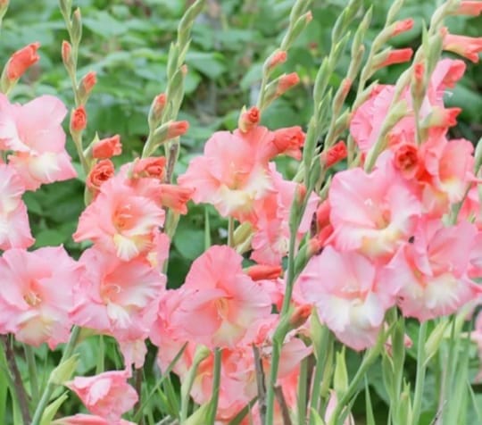 NSC Gladiolus variety Pusa Gunjan - 2 no. of corms