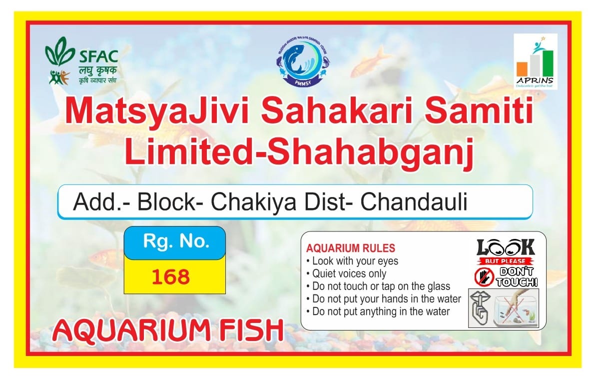 Goldfish (Coloured Aquarium Freshwater Fish)