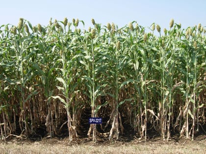 NSC JOWAR SPV-2217 CERTIFIED SEEDS- 3KG