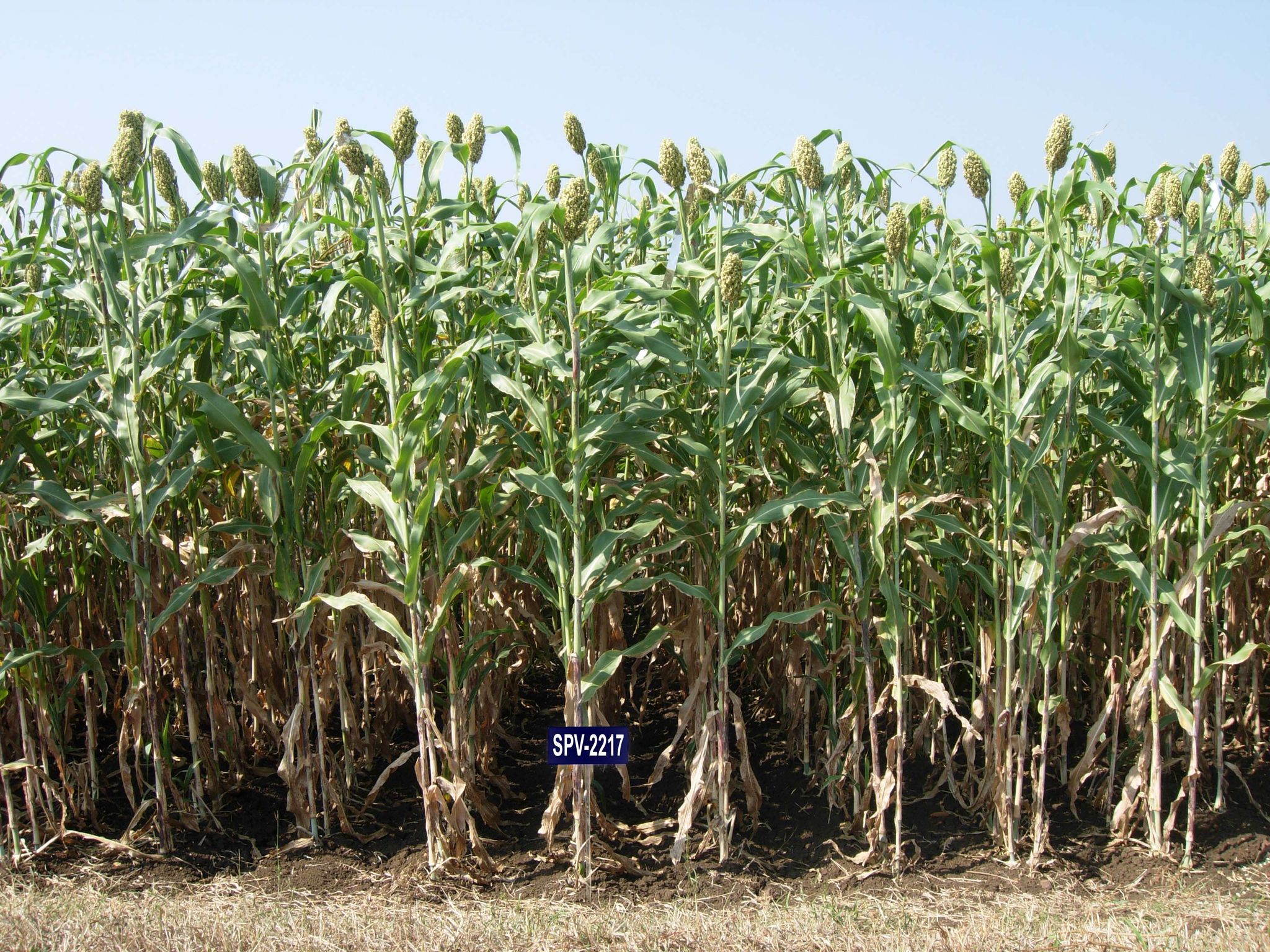NSC JOWAR SPV-2217 CERTIFIED SEEDS- 3KG