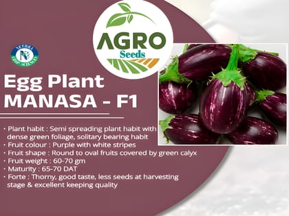 Agro Seeds Brinjal Round (Gol Begun) 50+ Seeds for Home Garden, 0rganic & Hybrid, Perfect for Home Gardening, Planting For Pots and Patio, Begun