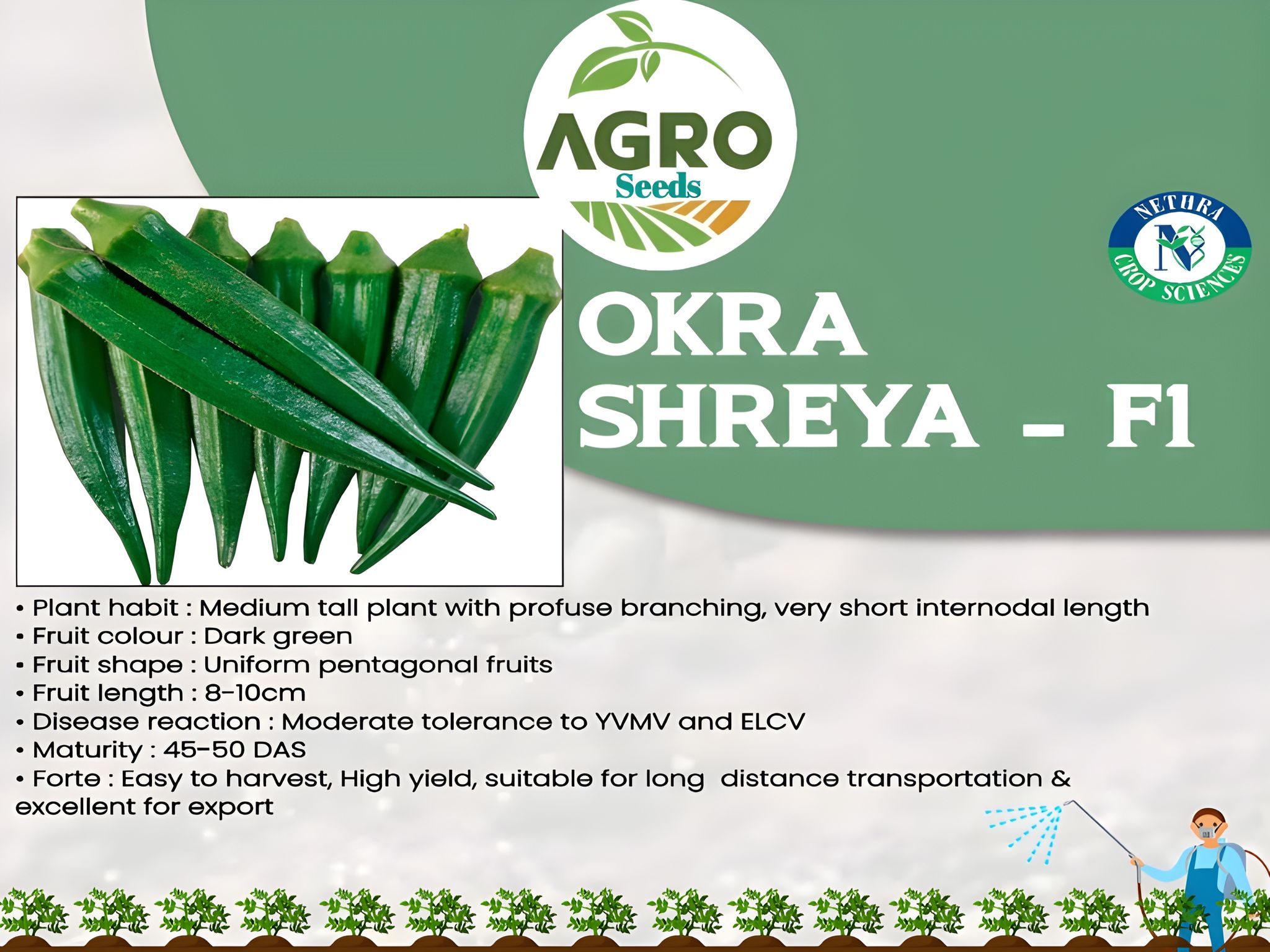 Agro Seeds Ladys Finger (Bhindi) 25 + Seeds Vegetable Seeds for Home Garden, 0rganic & Hybrid, Perfect for Home Gardening, Planting For Pots and Patio