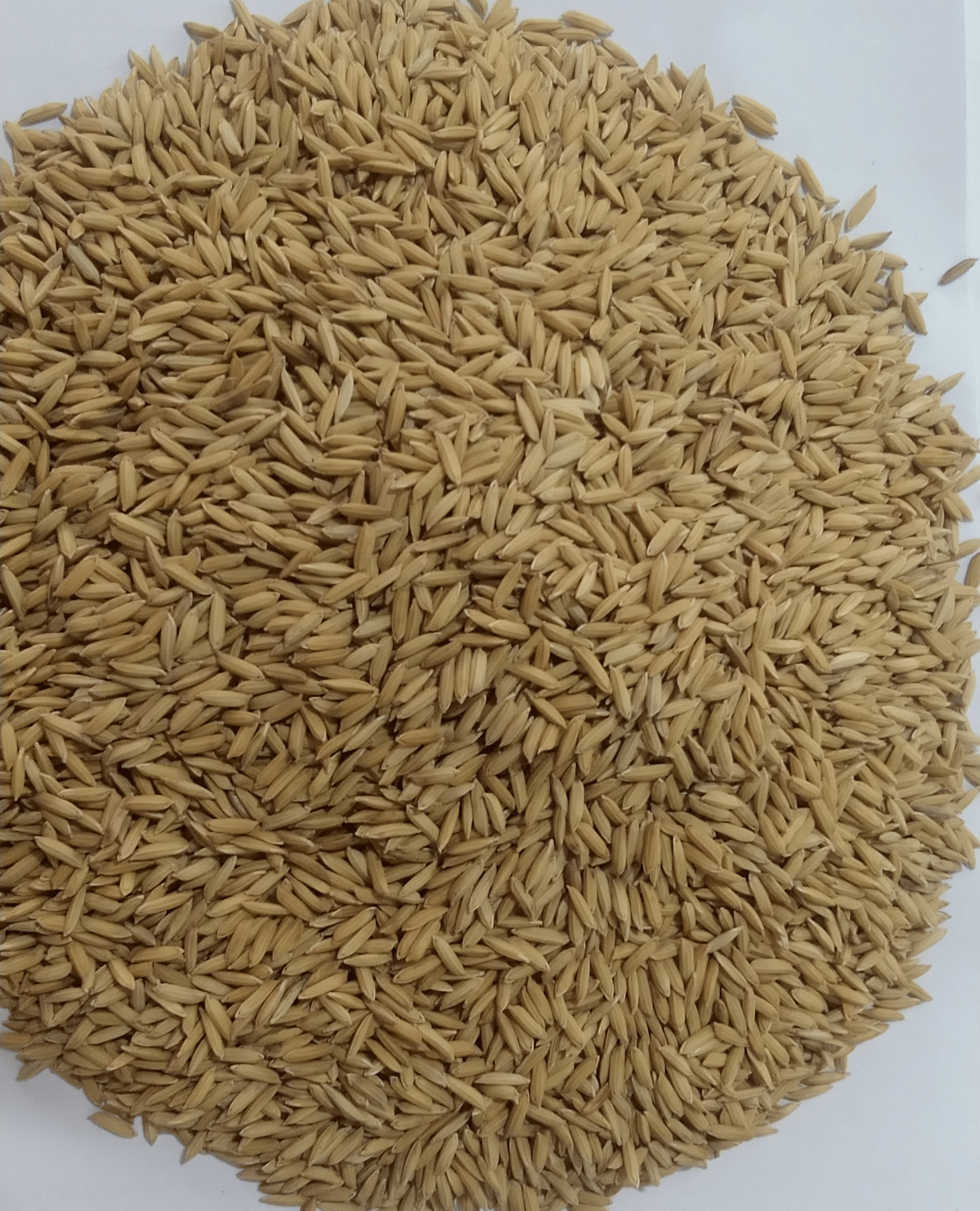 NSC PADDY MTU-1010 TRUTHFULLY LABELLED SEEDS-10 KG