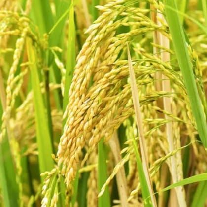 NSC PADDY IR-64 TRUTHFULLY LABELLED SEEDS-10 KG