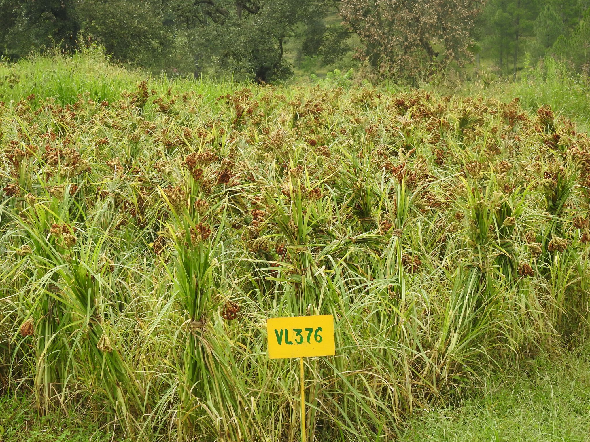 Ragi VL-376 Seeds- 5 KG