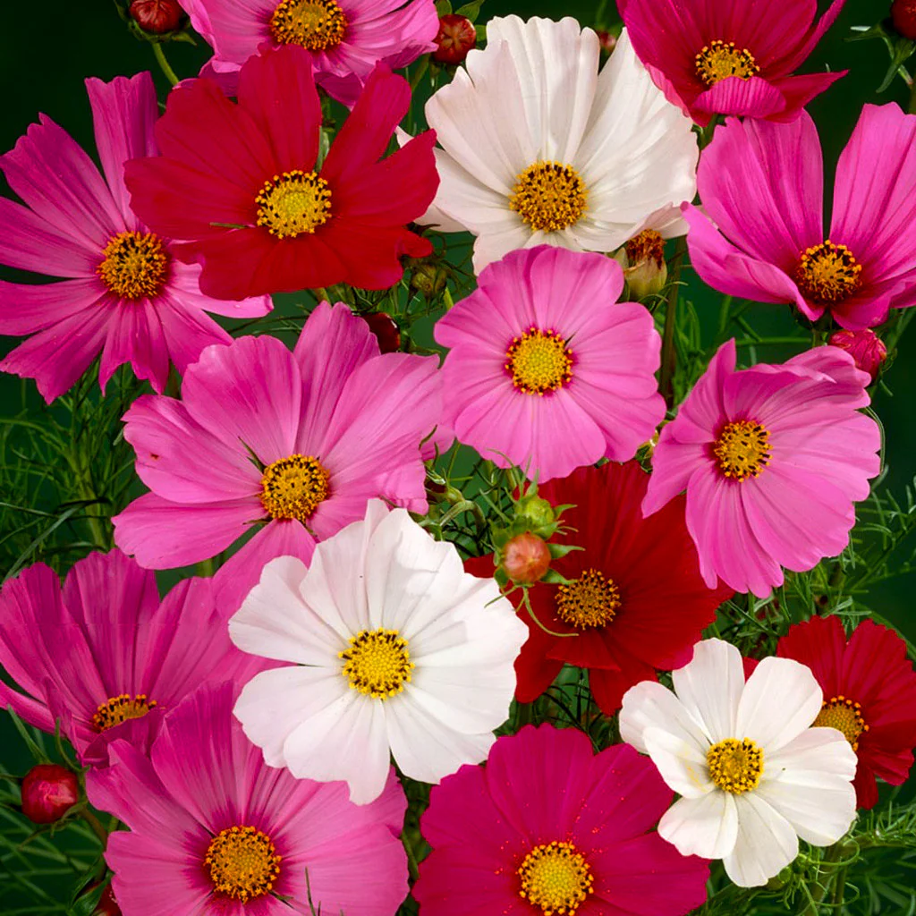 COSMOS SONATA MIXTURE COMPLETE SEEDS - 25 SEEDS