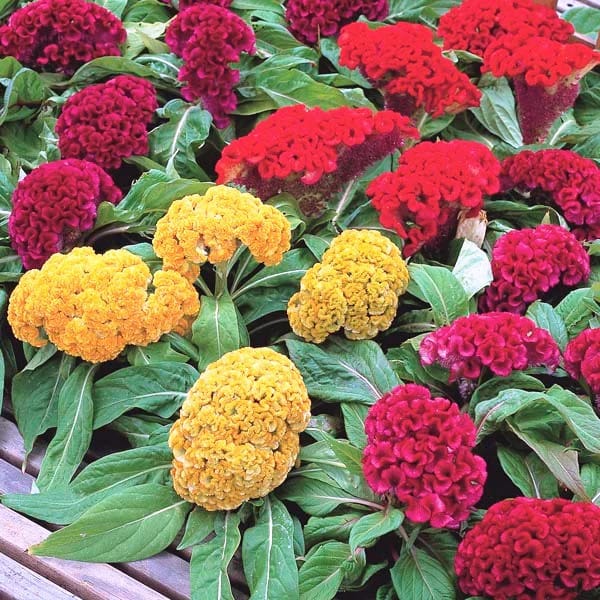 CELOSIA CRIST DWF CORAL GARDEN MIXED SEEDS - 25 SEEDS