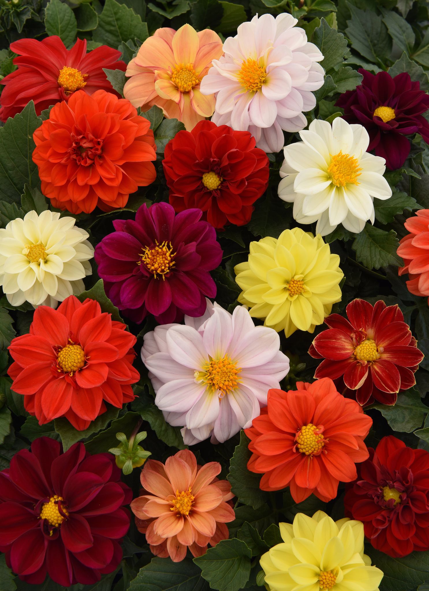 DAHLIA FIGARO MIX SEEDS - 25 SEEDS