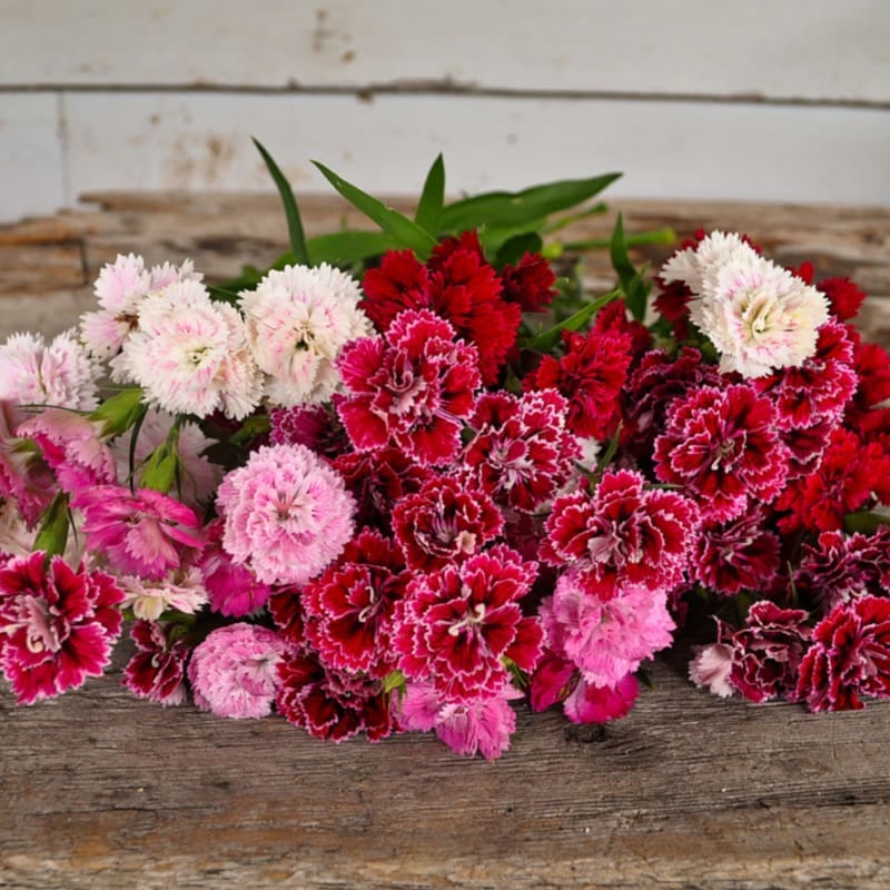 DIANTHUS F1 DOUBLE  DYNASTY MIX SEEDS - 15 SEEDS