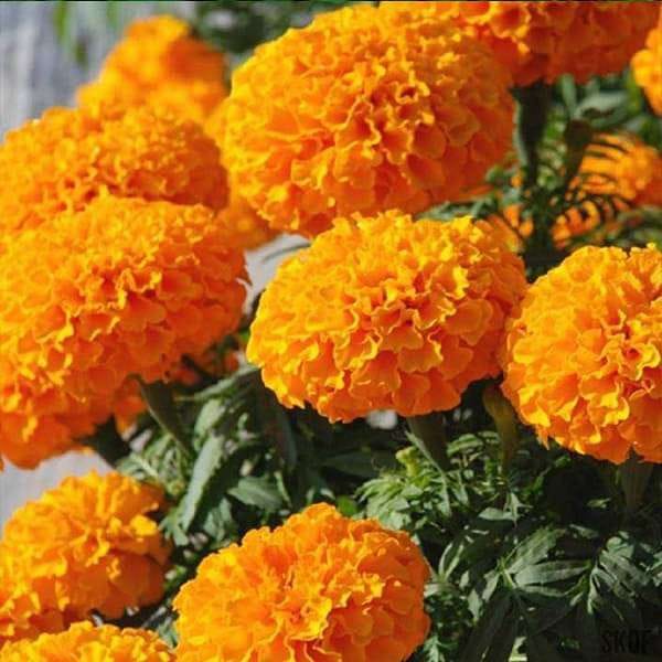 MARIGOLD INCA ORANGE SEEDS - 10 SEEDS