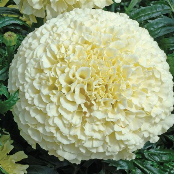 MARIGOLD VANILLA SEEDS - 10 SEEDS