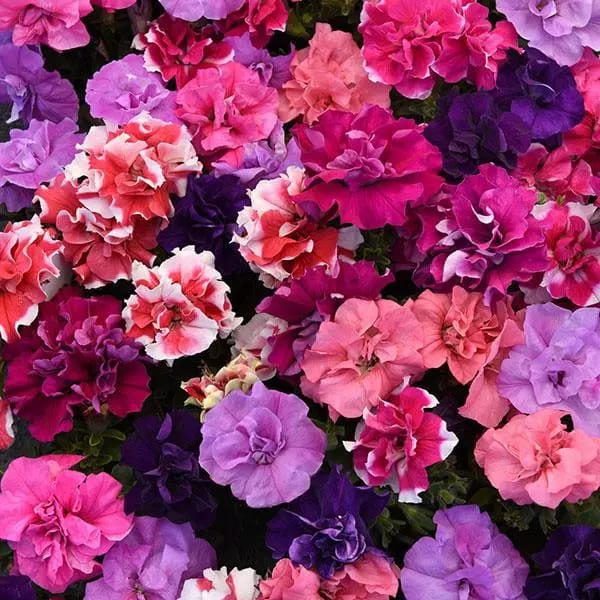 PETUNIA DOUBLE DUO MIX SEEDS - 25 SEEDS