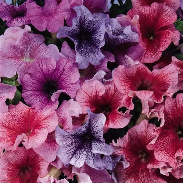 PETUNIA DADDY MIX SEEDS - 50 SEEDS