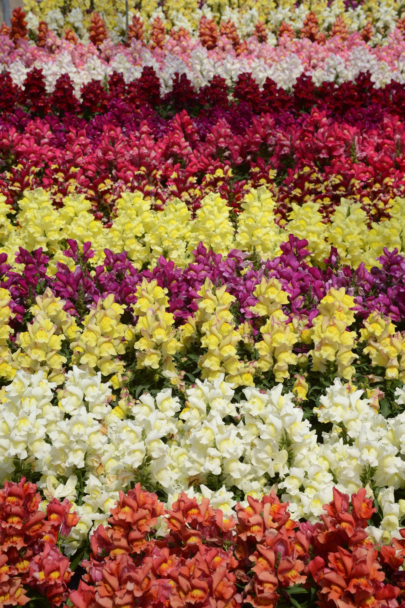 SNAPDRAGON SNAPSHOT MIX SEEDS - 25 SEEDS