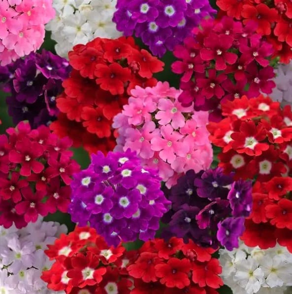 VERBENA QUARTZ MIX SEEDS - 25 SEEDS