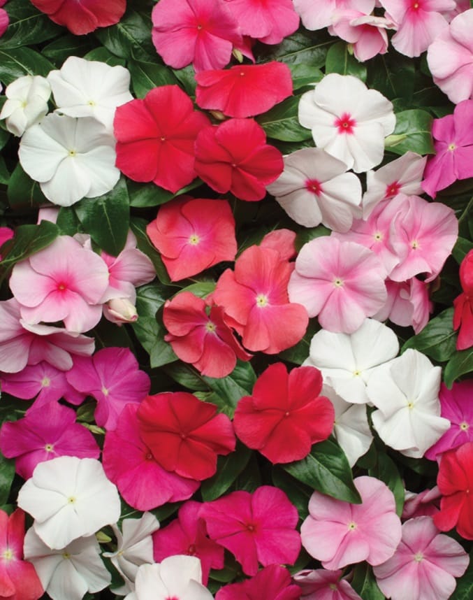 VINCA PACIFICA XP MIX SEEDS - 25 SEEDS