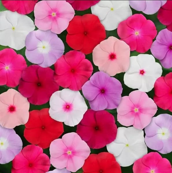 VINCA TITAN MIX SEEDS - 10 SEEDS