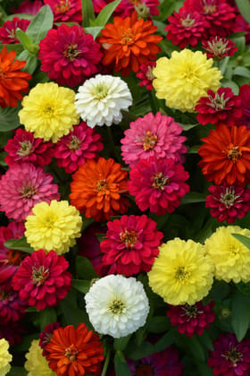 ZINNIA ZAHARA DOUBLE MIX SEEDS -15 SEEDS