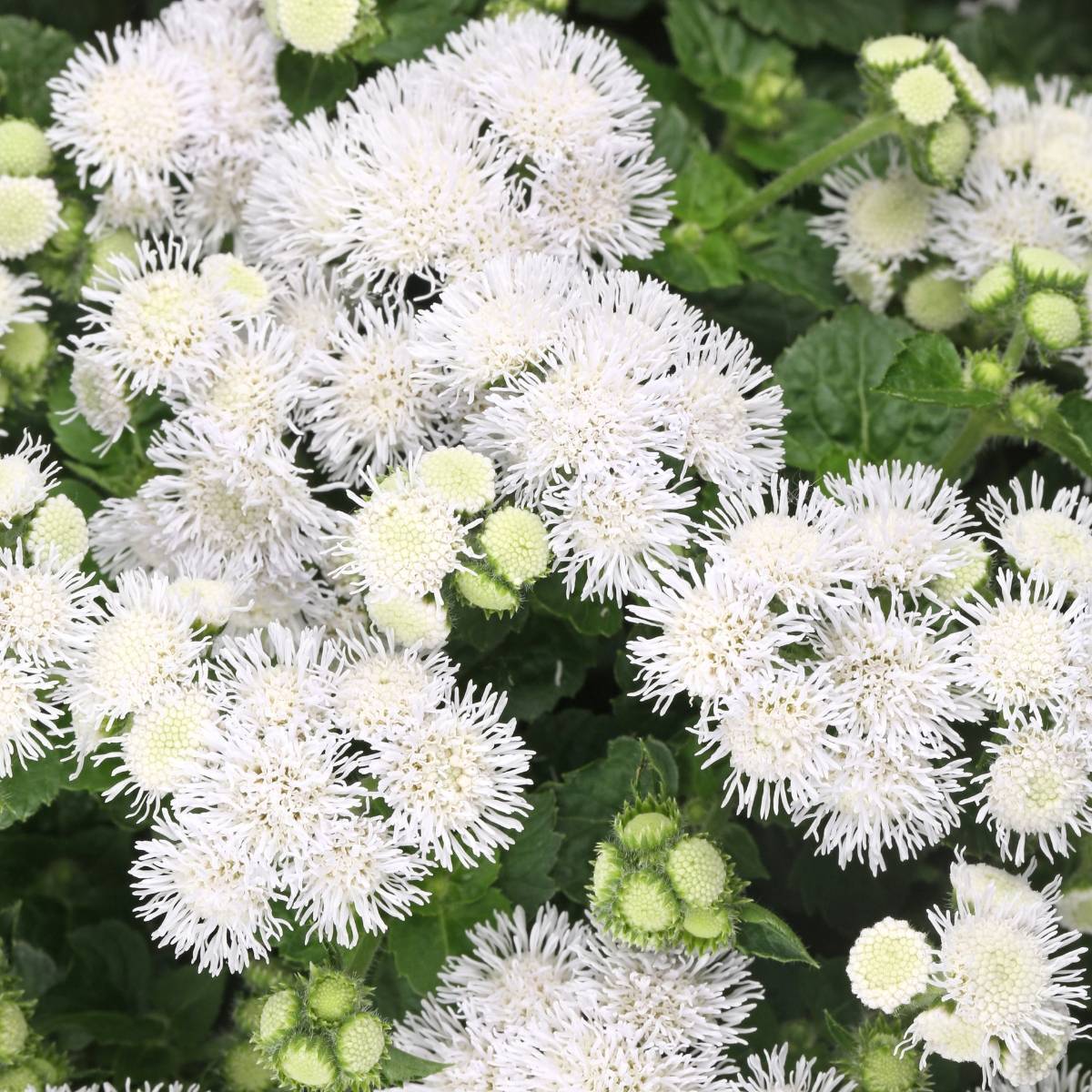 AGERATUM WHITE BALL SEEDS