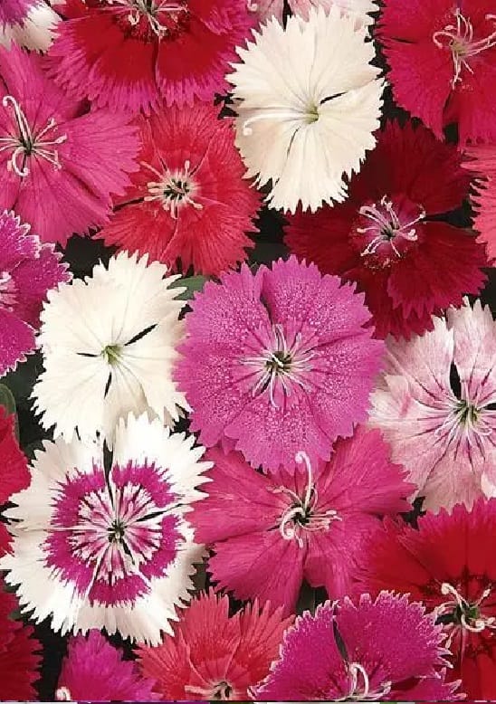 DIANTHUS IDEAL SELECT MIX SEEDS - 15 SEEDS
