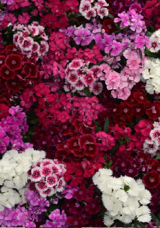 DIANTHUS FLORAL LACE MIX PL SEEDS - 15 SEEDS