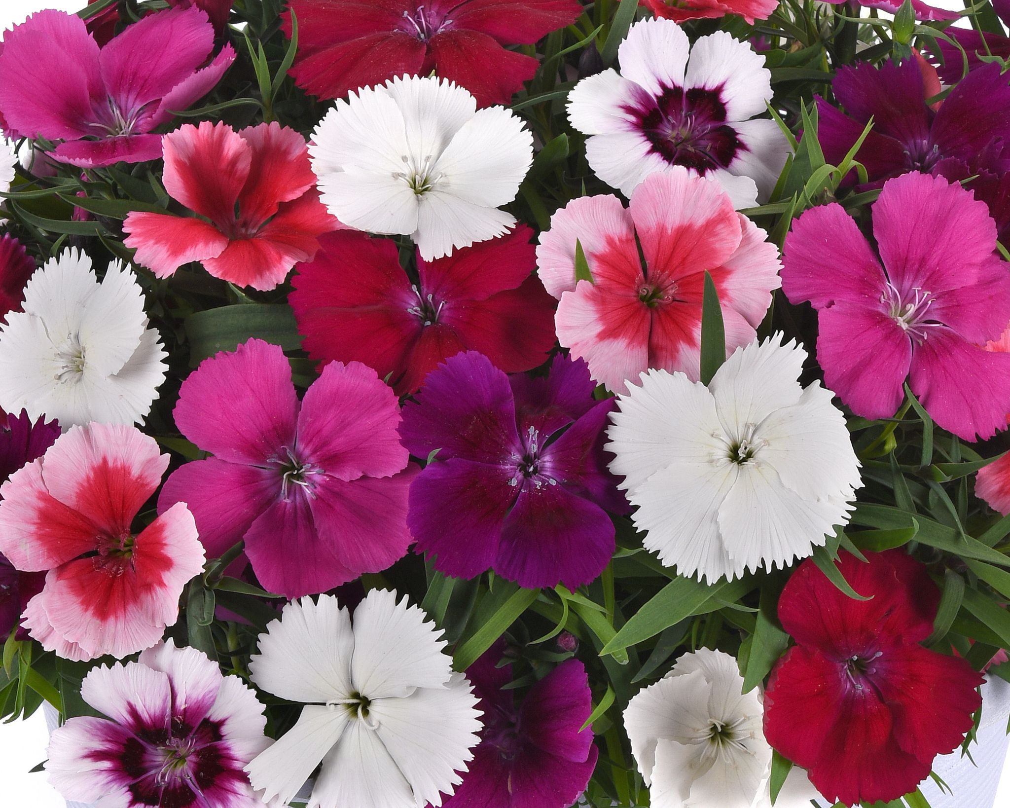 DIANTHUS CORONET MIX PL SEEDS - 15 SEEDS