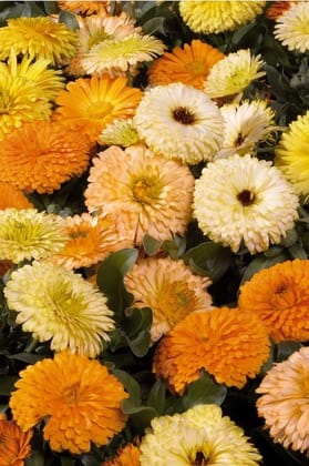 CALENDULA BON BON MIXED SEEDS - 25 SEEDS
