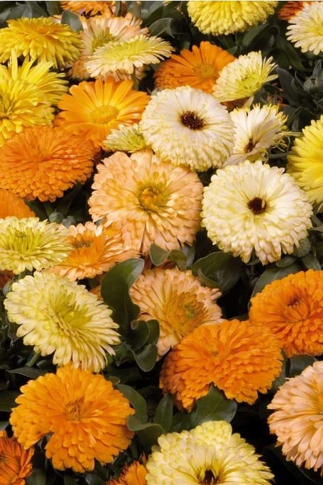 CALENDULA BON BON MIXED SEEDS - 25 SEEDS