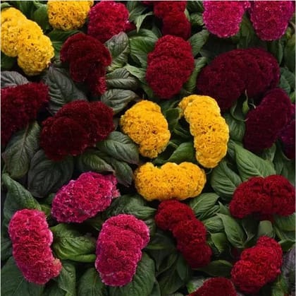 CELOSIA CONCERTIA MIX SEEDS - 25 SEEDS