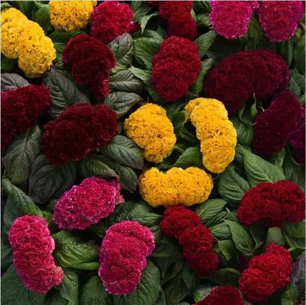 CELOSIA CONCERTIA MIX SEEDS - 25 SEEDS