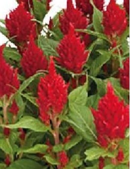CELOSIA GLORIOUS RED SEEDS