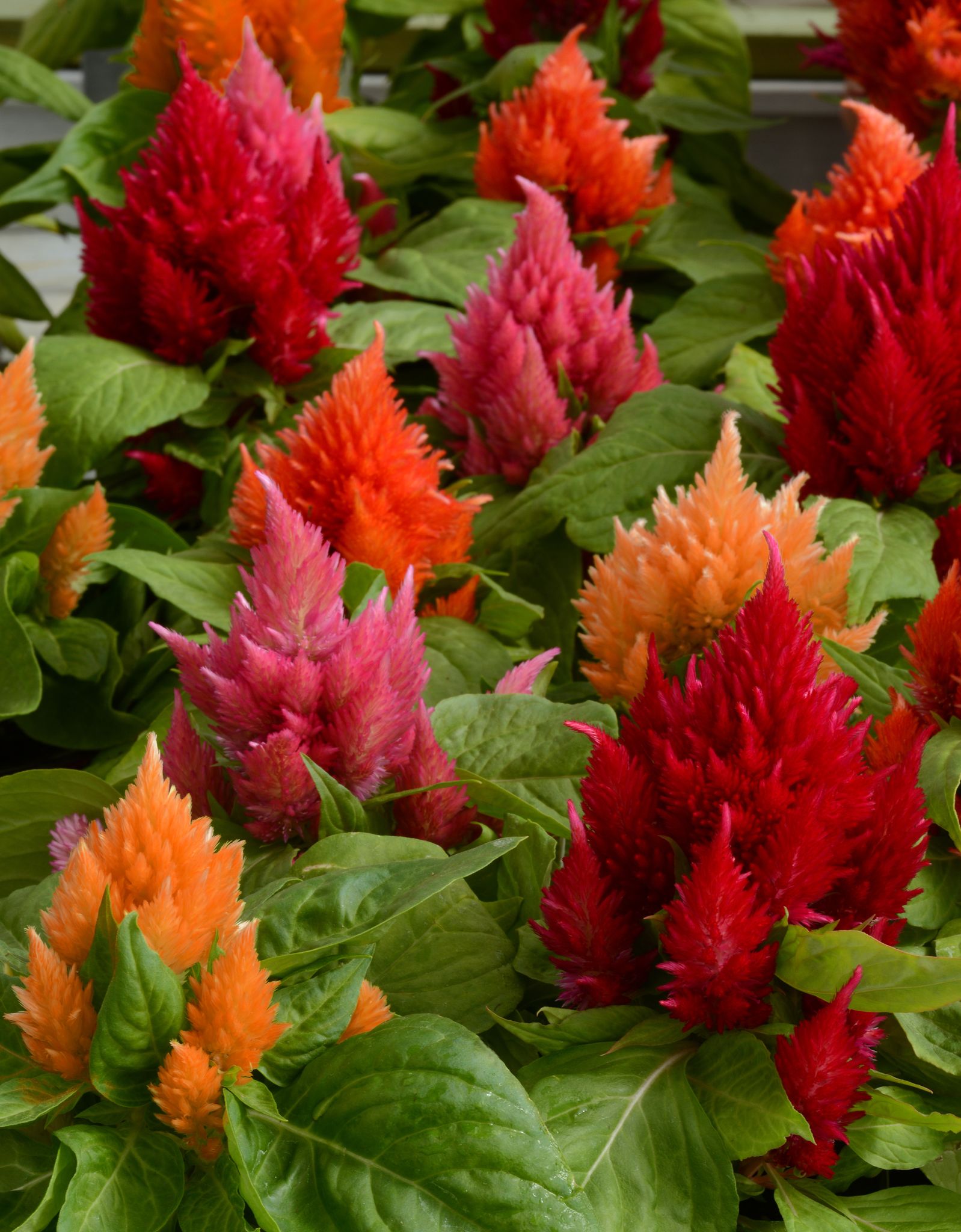 CELOSIA ICE CREAM MIX SEEDS - 25 SEEDS