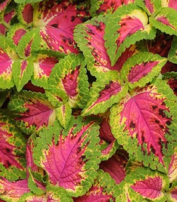 COLEUS PREM SUN WATERMELON SEEDS - 10 SEEDS