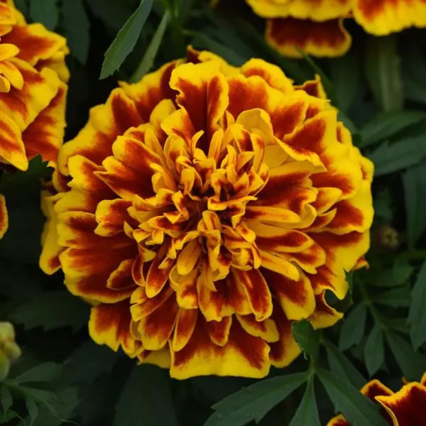 FRENCH MARIGOLD BONANZA BEE SEEDS - 50 SEEDS
