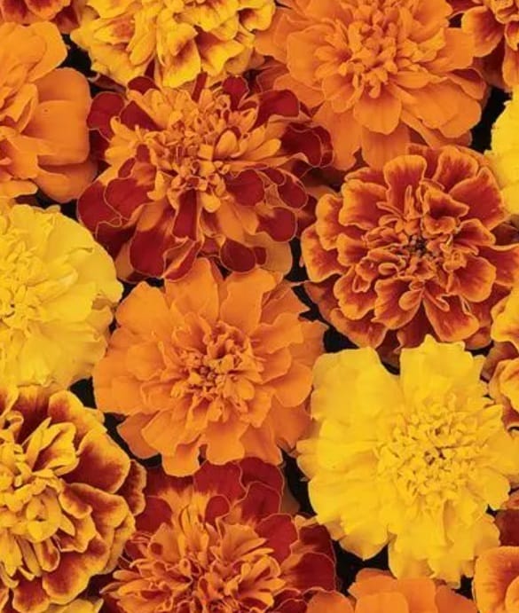 FRENCH MARIGOLD BONANZA MIX SEEDS - 50 SEEDS