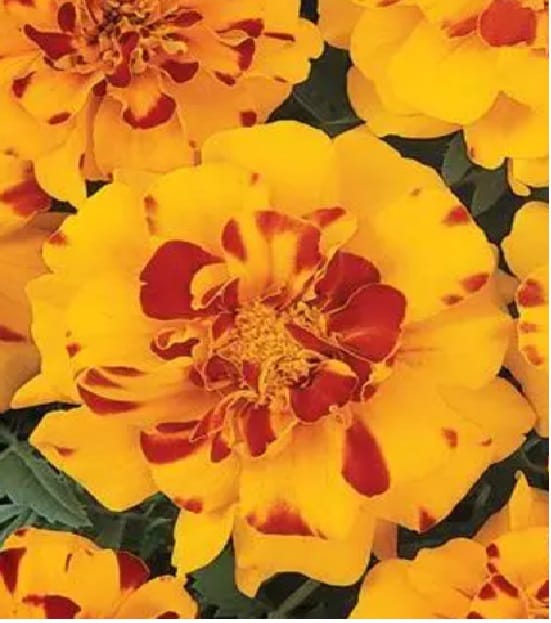 FRENCH MARIGOLD DURANGO BOLERO SEEDS - 50 SEEDS