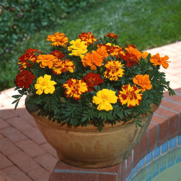 FRENCH MARIGOLD DURANGO MIX SEEDS - 50 SEEDS