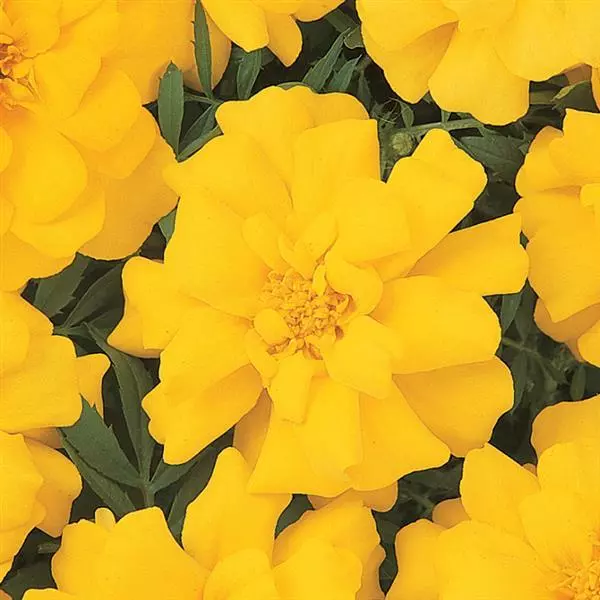 FRENCH MARIGOLD DURANGO YELLOW SEEDS - 50 SEEDS