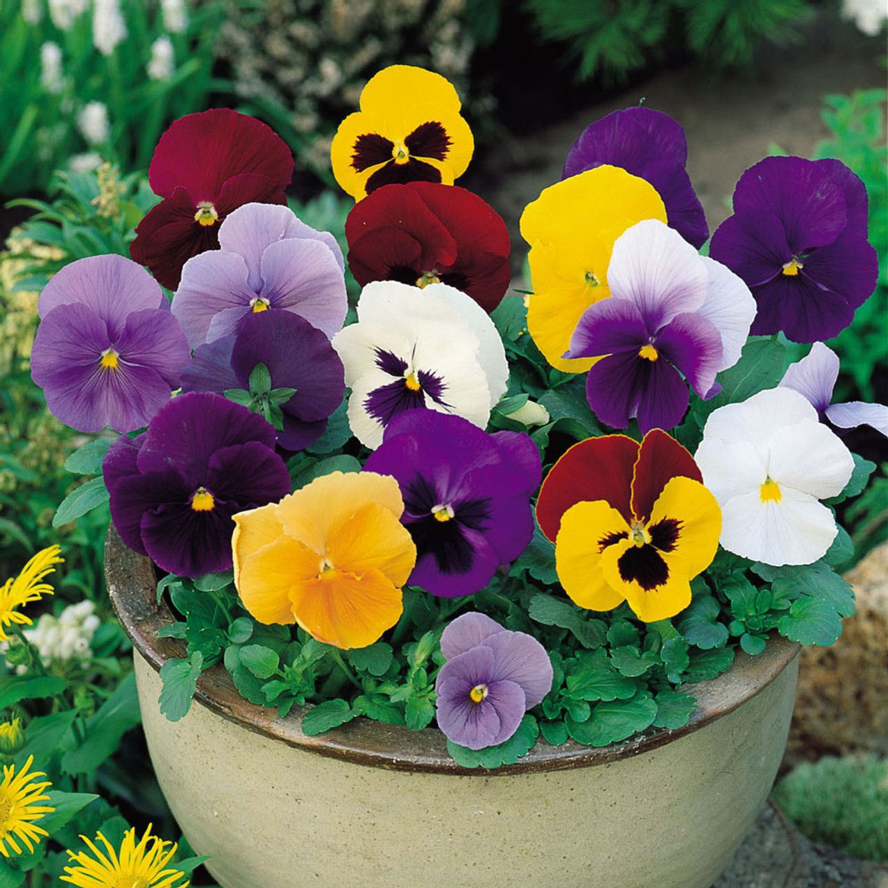 PANSY MATRIX MIX SEEDS