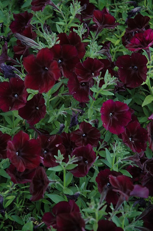 PETUNIA DEBONAIR BLACK CHEERY SEEDS -10 SEEDS