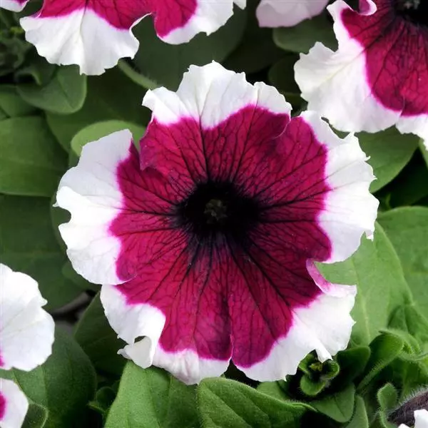 PETUNIA DREAMS BURGUNDY PICOTEE SEEDS - 50 SEEDS