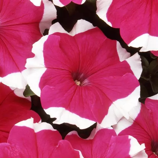 PETUNIA DREAMS ROSE PICOTEE SEEDS - 50 SEEDS